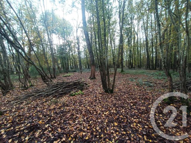 Afficher la photo en grand maison à vendre - 6 pièces - 158.2 m2 - VICQ EXEMPLET - 36 - CENTRE - Century 21 Agence De L'Europe